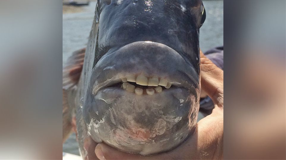 Ψαράδες στη Νότια Καρολίνα έπιασαν ψάρι με στόμα ανθρώπου! (φωτό)