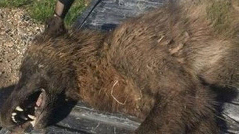 ΗΠΑ: Κυνηγός σκότωσε άγριο ζώο στη Μοντάνα – Κανείς δεν ξέρει όμως τι είδος είναι! (φωτό)