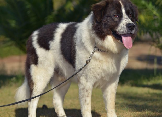 Έξι ελληνικές ράτσες σκύλων που ίσως δεν ξέρετε ότι υπάρχουν