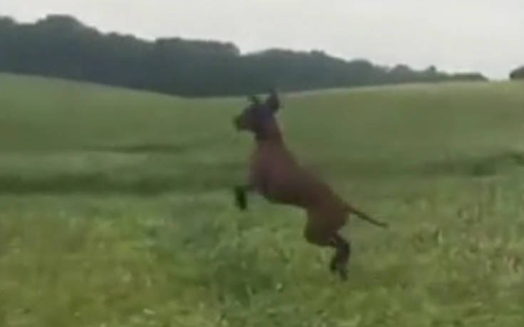 Ενθουσιασμένος σκύλος σε λιβάδι περπατάει σαν… καγκουρό! (βίντεο)