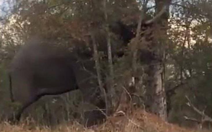 Νότιος Αφρική: Ελέφαντας κατεδαφίζει δέντρο σε λίγα δευτερόλεπτα στο Εθνικό Πάρκο Κρούγκερ! (βίντεο)