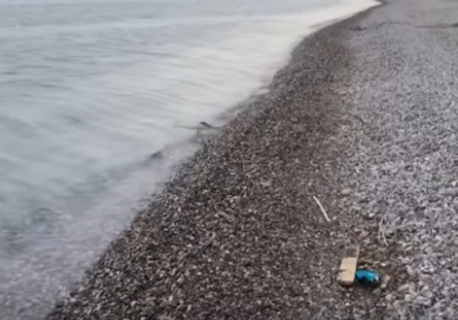 Απίστευτη εικόνα στη Ναύπακτο: Φίδι… σπέρνει τρόμο σε παραλία και μετά μπαίνει στη θάλασσα! (βίντεο)
