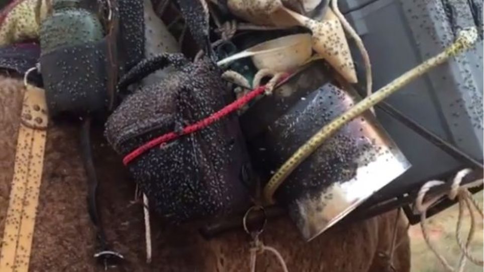 Χιλιάδες μύγες καλύπτουν το σώμα καμήλας! – Αν νιώθεις απέχθεια, μην το δεις (βίντεο)