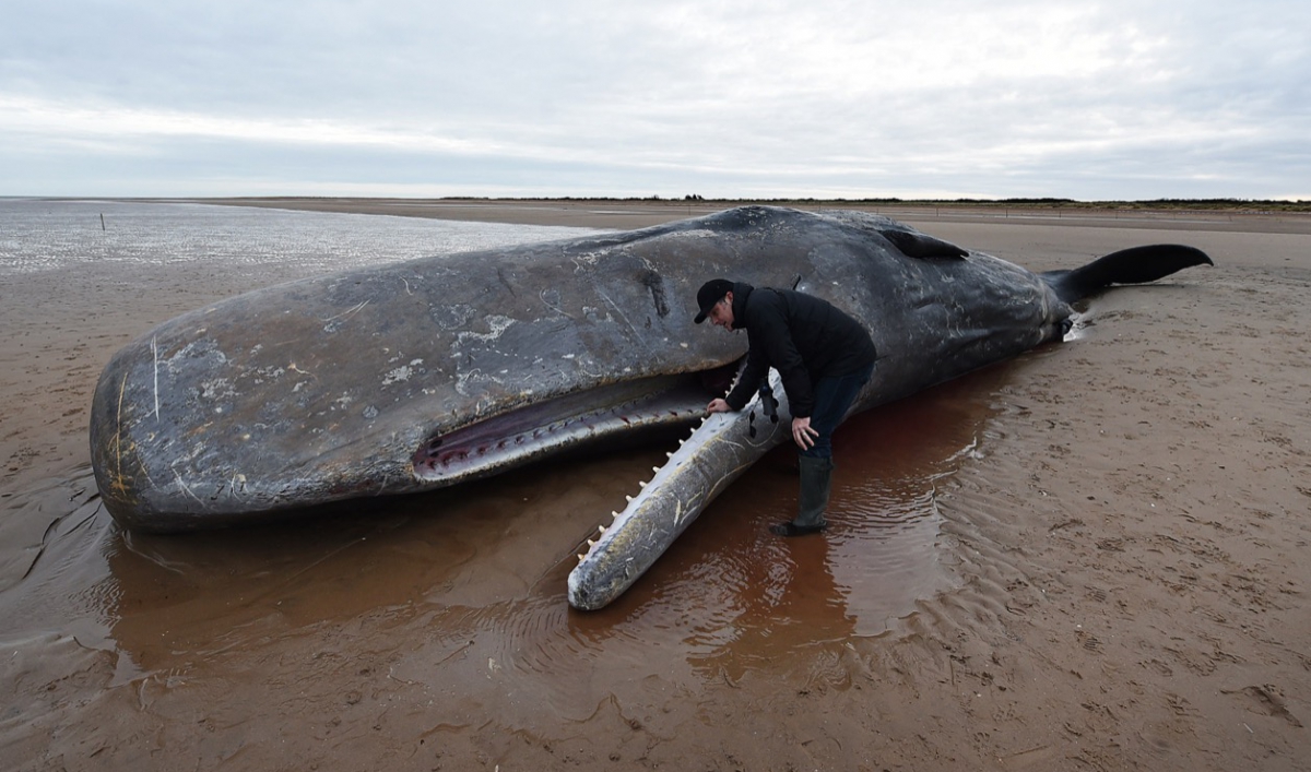 Αυστραλία: Φάλαινα 18 τόνων ξεβράστηκε σε ακτή – Οι αρχές τη μετακίνησαν προτού εκραγεί! (φωτό, βίντεο)