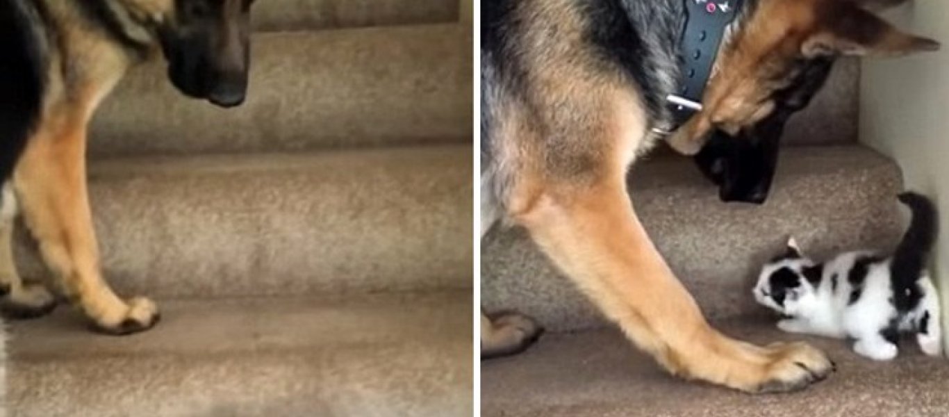 Δείτε πως ένας γερμανικός ποιμενικός βοηθά ένα μικρό γατάκι να ανέβει τις σκάλες του σπιτιού