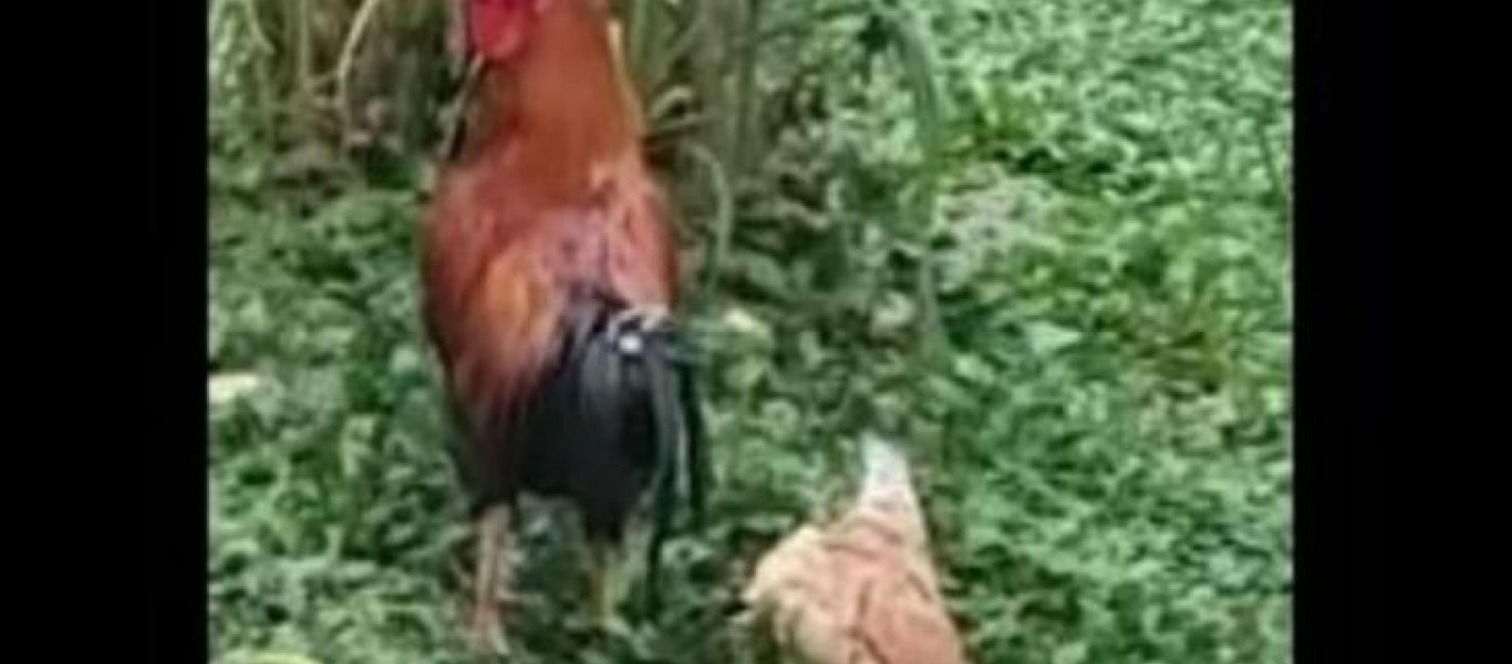 Κότα κάνει τον… ψόφιο κοριό για να αποφύγει τις ορέξεις του κόκορα! (βίντεο)