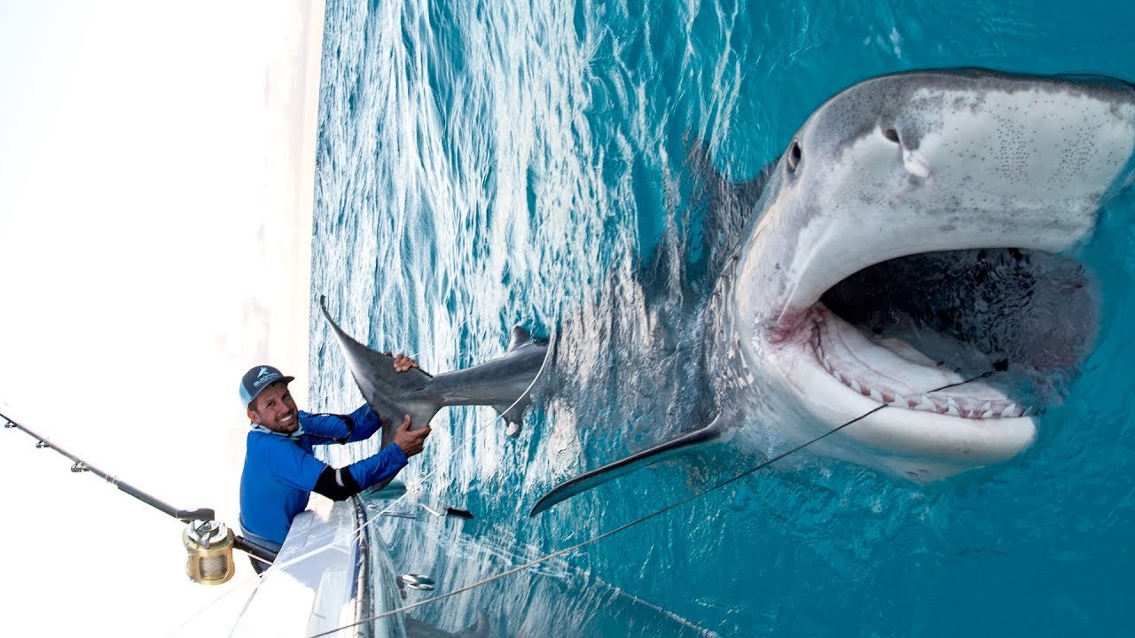 Καρχαρίας τίγρης τεραστίων διαστάσεων πιάστηκε στα δίχτυα ψαρά στις Μπαχάμες (βντεο)