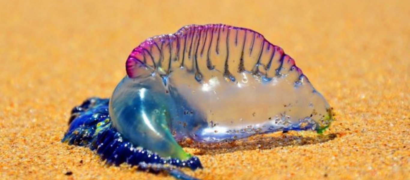 Αν φέτος το καλοκαίρι δείτε στην παραλία αυτό το μοβ πράγμα…τρέξτε! (βίντεο)