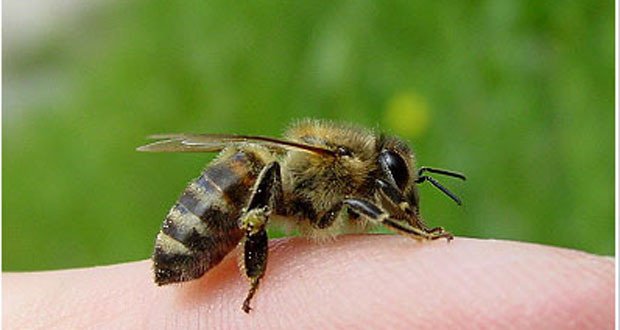 Εν όψει καλοκαιριού: Πώς αντιδρά ο ανθρώπινος οργανισμός σε τσίμπημα μέλισσας (βίντεο)