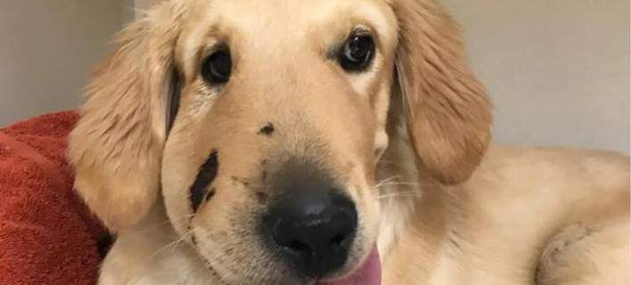 Ηρωϊκός σκύλος έσωσε το αφεντικό του από κροταλία με συνέπεια να τον δαγκώσει
