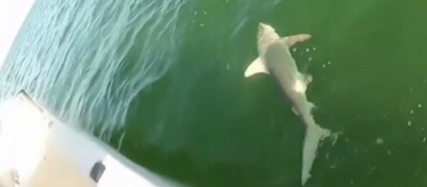 Εντυπωσιακό: Γιγάντιος ροφός καταπίνει καρχαρία! (βίντεο)