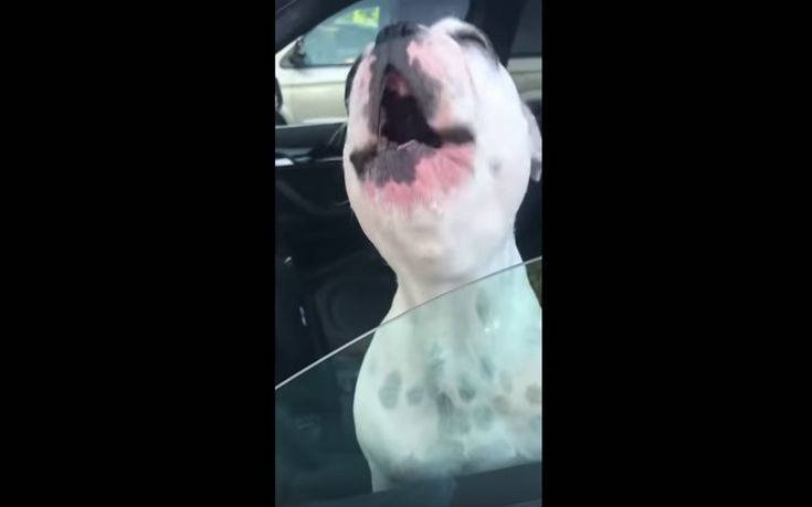 Τρομερός σκύλος: Η ιδιοκτήτριά του μιλά στο κινητό κι εκείνος το ρίχνει στο… τραγούδι! (βίντεο)