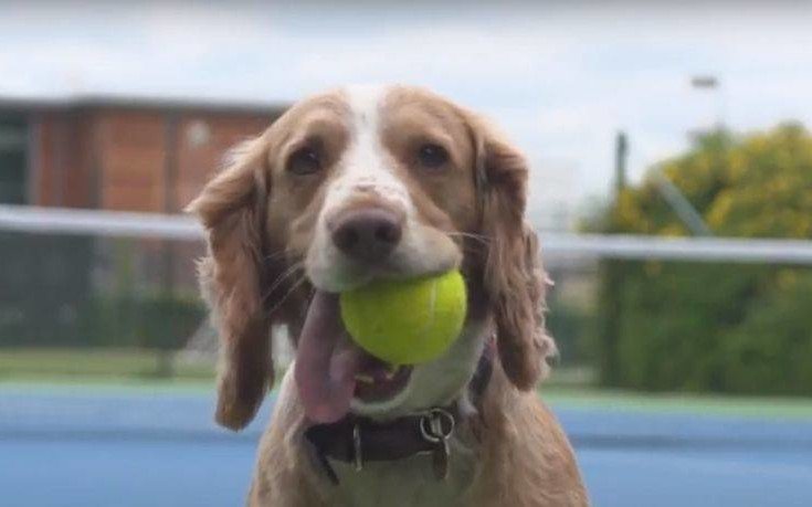 Από τα ball boys στα ball dogs: Σκύλοι εκπαιδεύονται για να μαζεύουν μπαλάκια σε αγώνες τένις! (βίντεο)