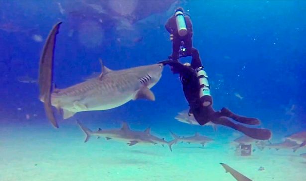 Ψύχραιμος δάσκαλος καταδύσεων σώζει μαθητή του από τα δόντια καρχαρία-τίγρη! (φωτό, βίντεο)