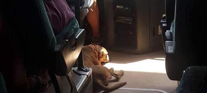 Σκιάθος: Οδηγός ΚΤΕΛ παίρνει υπό την προστασία του αδέσποτο σκύλο για να μην υποφέρει από τον καύσωνα (φωτο)