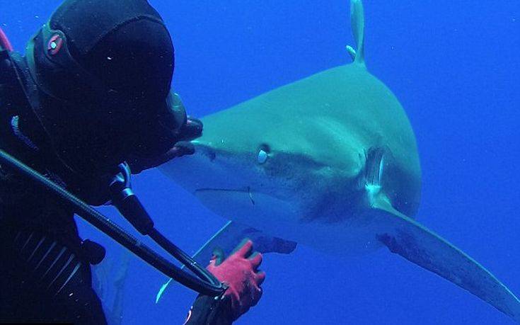 Ατρόμητη δύτης βγάζει αγκίστρι από το στόμα καρχαρία (βίντεο)