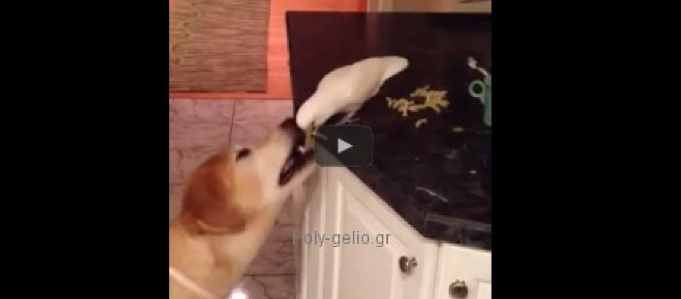 Ξεκαρδιστικό: Παπαγάλος ταΐζει σκύλο στο στόμα! (βίντεο)