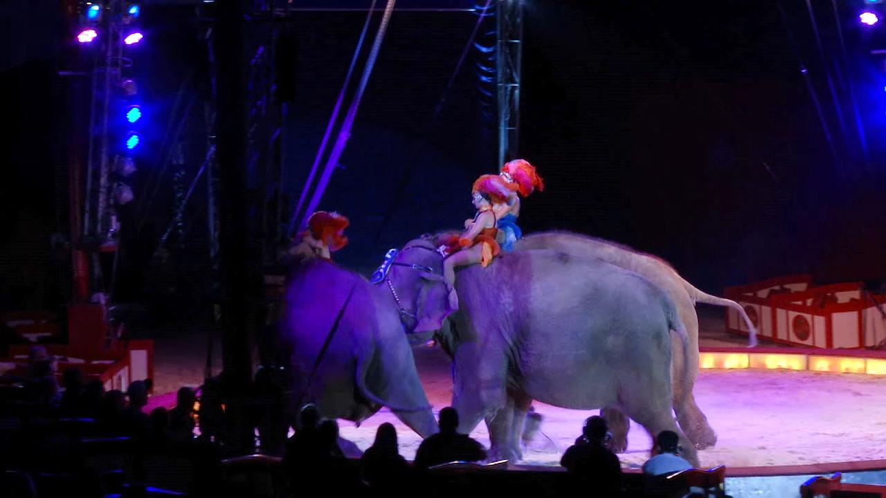 Γερμανία: Πανικός σε νούμερο τσίρκου – Ελέφαντας έπεσε πάνω στους θεατές! (βίντεο)