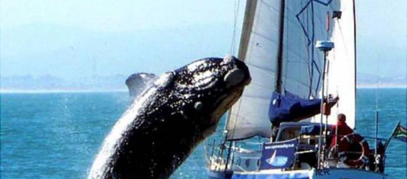 Είδε μια φάλαινα μπλεγμένη στα δίχτυα και πήδηξε 12 μέτρα για να τη σώσει. Η συνέχεια; (βίντεο)