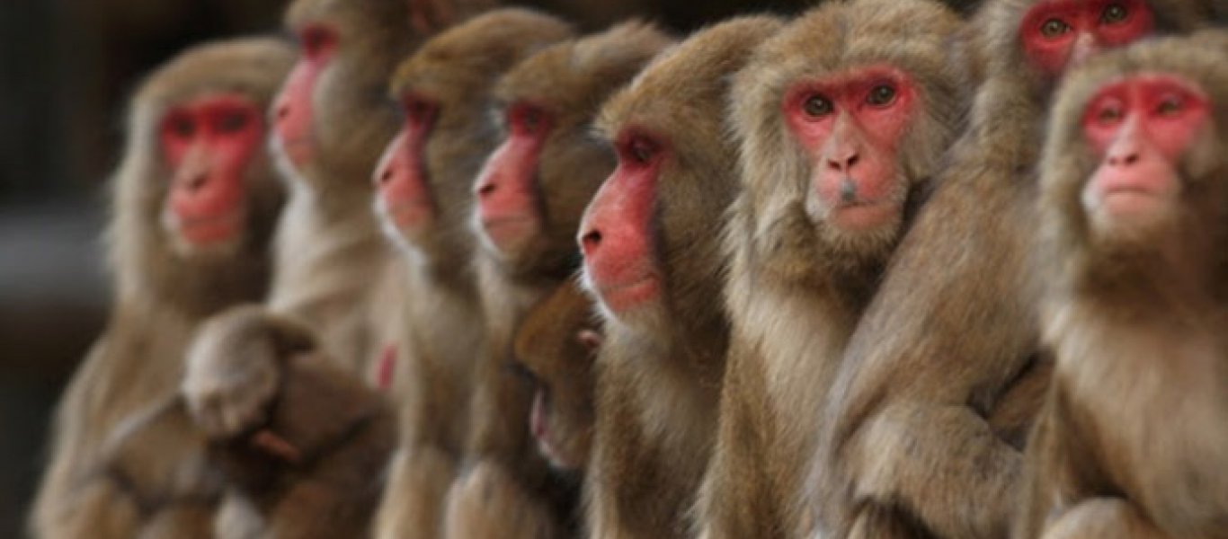 Μπορούν και οι πίθηκοι να διαβάσουν το μυαλό των άλλων