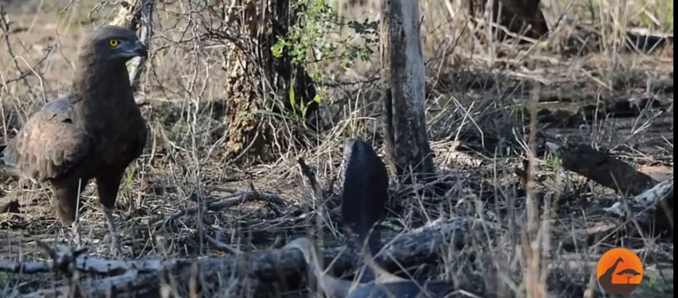 Επική μάχη ανάμεσα σε έναν αετό και μια κόμπρα (βίντεο)