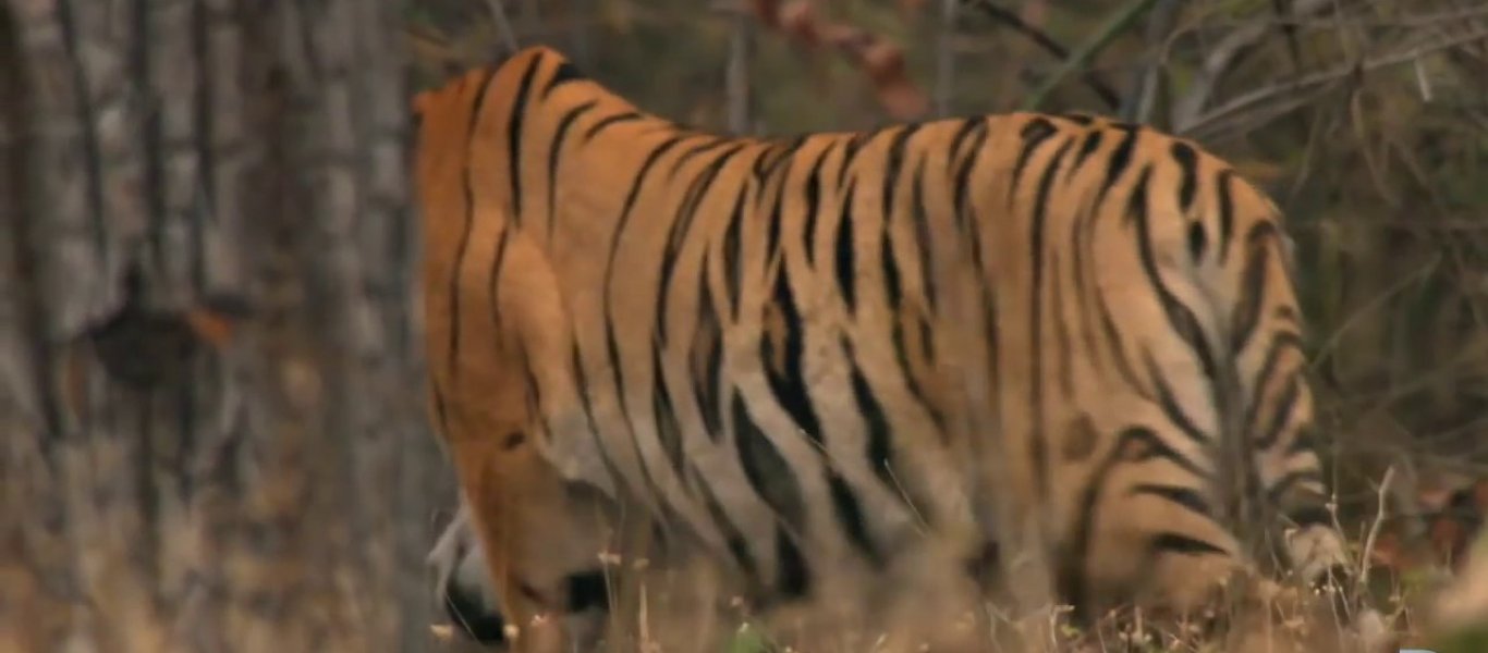 Τίγρεις καταδιώκουν αρκούδα και τη «βάζουν» κάτω – Ποια η αντίδρασή της (βίντεο)