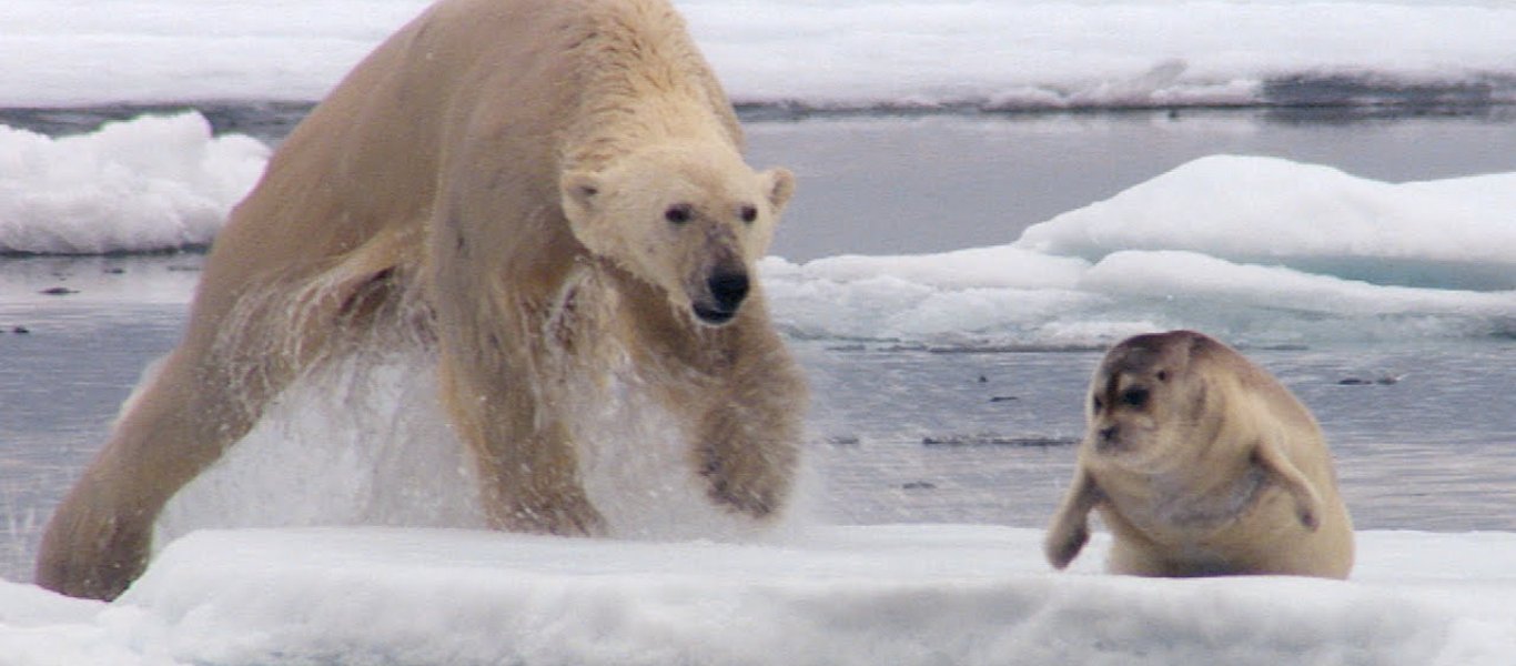 Πεινασμένη πολική αρκούδα «στήνει» ενέδρα σε φώκια (βίντεο)