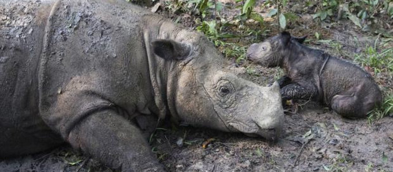 Ινδονησία: Η στιγμή της γέννησης ενός σπάνιου ρινόκερου της Σουμάτρας [βίντεο]