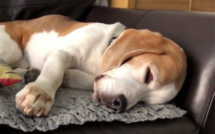 Αξιολάτρευτο beagle γαβγίζει ακόμη και όταν κοιμάται! (βίντεο)