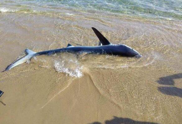 Πανικός στα Χανιά: Καρχαρίας «ξεβράστηκε» στην παραλία – Τον έβαλαν μέσα οι λουόμενοι! (upd)