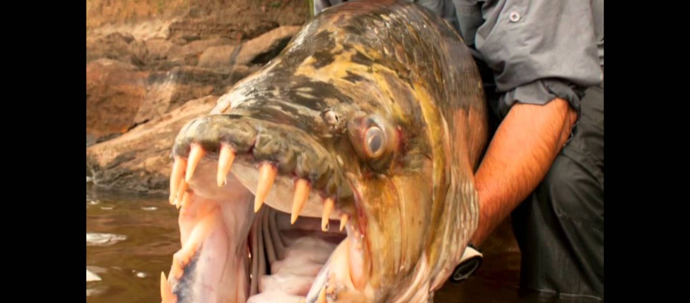 Πιράνχας-γίγας πιάστηκε στο Κονγκό – Ζυγίζει 100 κιλά και έχει τεράστια δόντια (βίντεο)