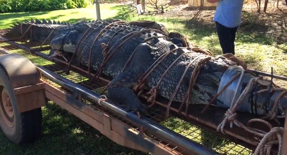 Αυστραλία: Αιχμαλωτίστηκε μετά από κόπους 8 ετών κροκόδειλος μήκους 5 μέτρων και 600 κιλών! (φωτό)