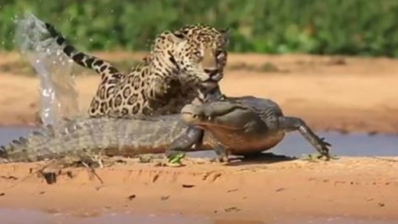 Tζάγκουαρ «ισοπεδώνει» αμέριμνο αλιγάτορα σε κλάσματα δευτερολέπτου (βιντεο)