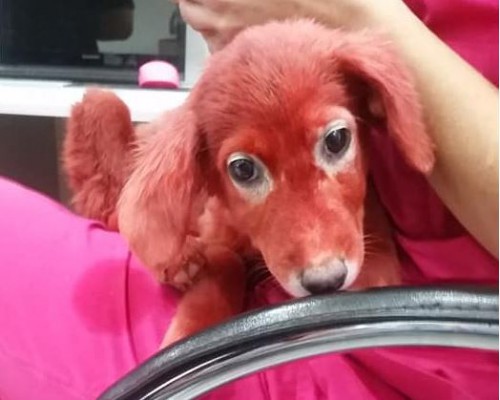 Εικόνες θλίψης και οργής: Κουτάβι μεταφέρθηκε βαμμένο με χρώμα σε νοσοκομείο ζώων