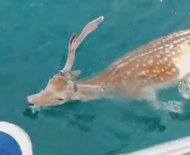 Εύβοια: Ξεκίνησαν για ψάρια αλλά ψάρεψαν αυτό το πανέμορφο ελάφι – Σαρώνουν το διαδίκτυο οι απίστευτες εικόνες (βίντεο)