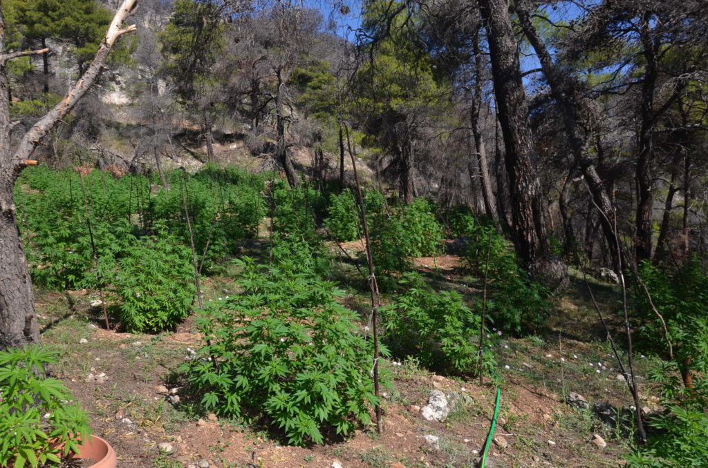 Δείτε τη μεγάλη φυτεία κάνναβης που εντοπίστηκε στη Βοιωτία (βίντεο+εικόνες)