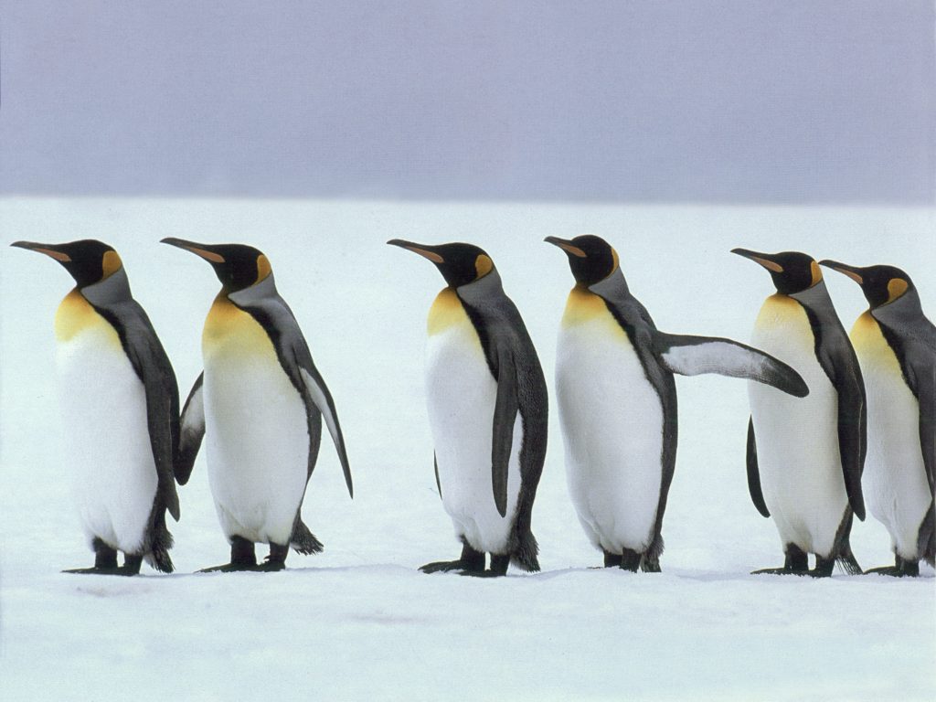 Πως αντιδρούν οι πιγκουίνοι όταν ακούν όπερα (βίντεο)