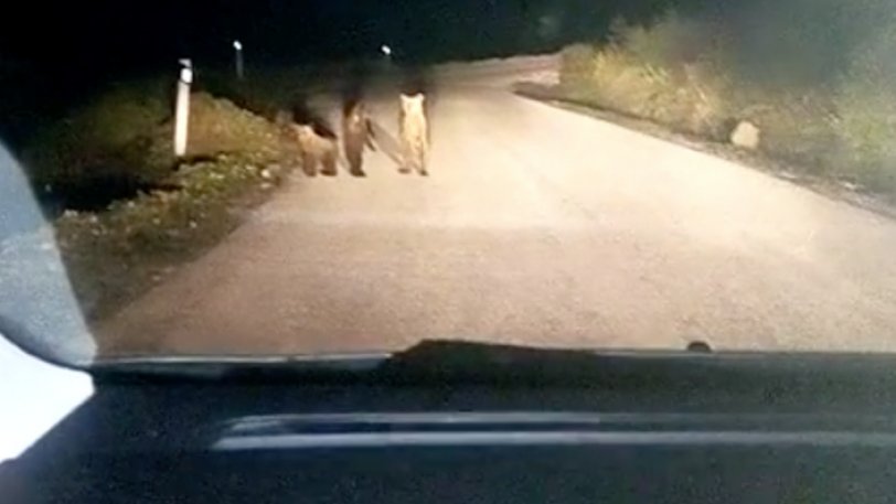 Μέτσοβο: Απρόσεχτος οδηγός έπεσε πάνω σε τρία αρκουδάκια (βίντεο)