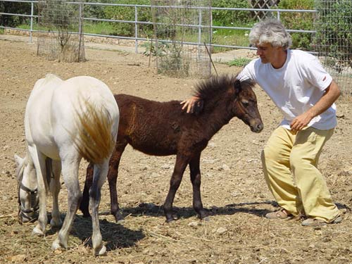 Βίντεο μαθητών για τα μοναδικά μικρόσωμα αλογάκια της Ρόδου (βίντεο)