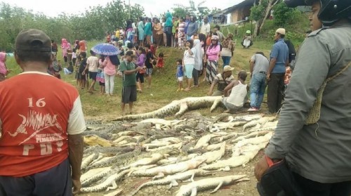 Οργισμένος όχλος σφαγίασε 300 κροκόδειλους «για εκδίκηση» στην Ινδονησία (Σκληρές εικόνες)