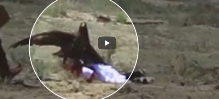 Επίθεση αετού σε 8χρονο κορίτσι (βίντεο)