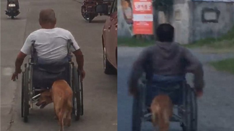Συγκίνηση προκαλεί πιστός σκύλος που βοηθάει το αφεντικό του με το αναπηρικό του αμαξίδιο (Φωτο, Βίντεο)