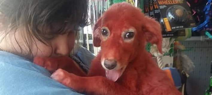 Βρήκε οικογένεια το κουτάβι που είχαν βάψει κόκκινο (φωτό + βίντεο)