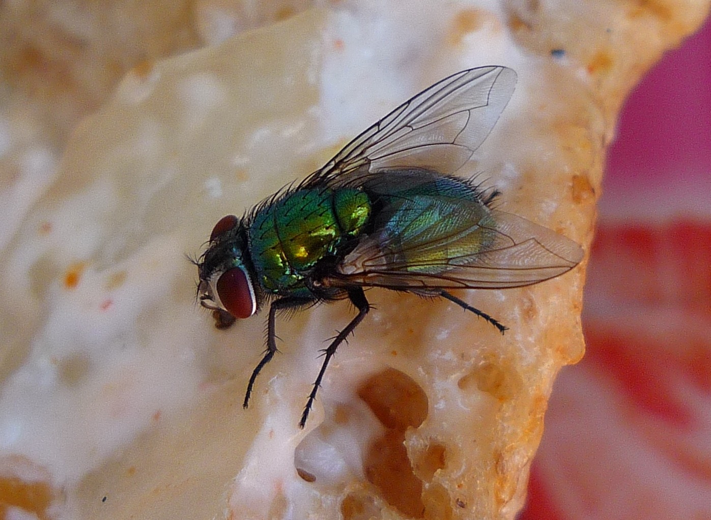 Ακούμπησαν οι μύγες το φαγητό σας; – Τι λένε οι επιστήμονες