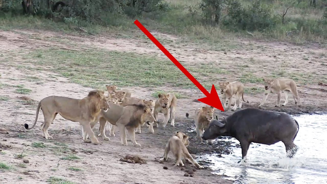 Βίντεο: Ο βούβαλος που γλύτωσε από τα δόντια των άγριων και πεινασμένων λιονταριών!