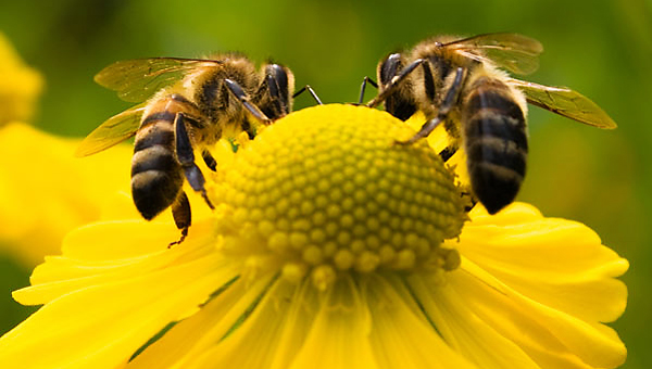 Οι θεραπευτικές ιδιότητες των πρόπολη, βασιλικού πολτού, γύρη και δηλητηρίου των μελισσών