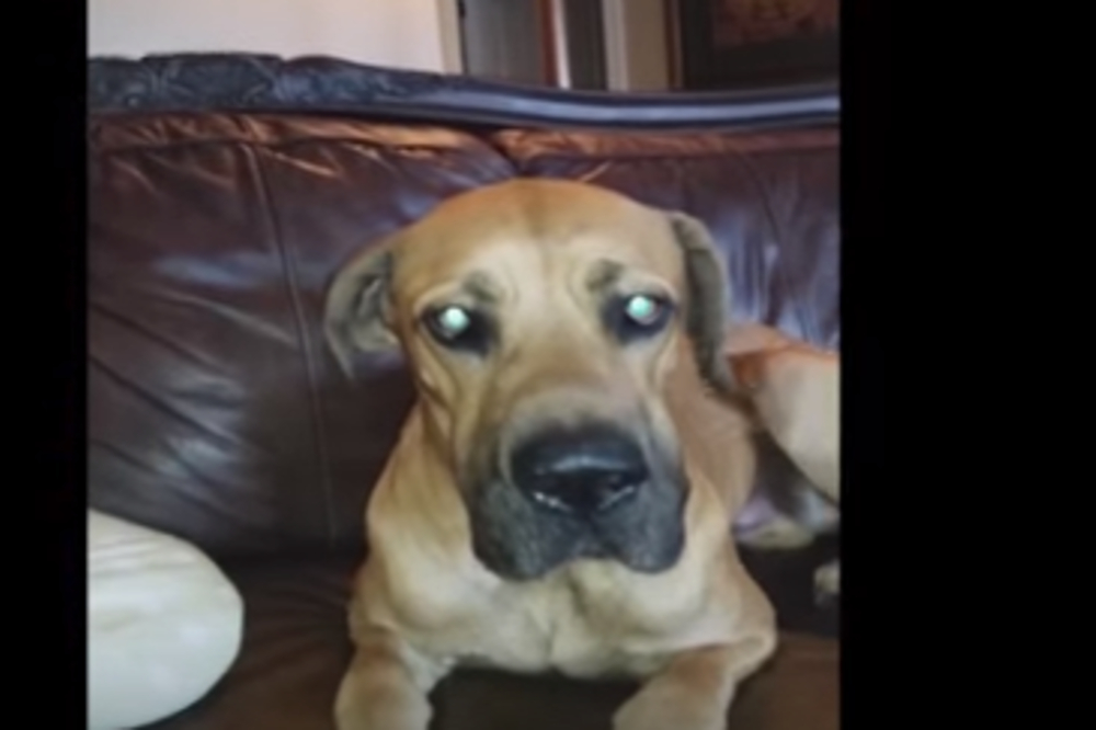 Ο πιο απίθανος σκύλος – Έκλεψε το σάντουιτς της ιδιοκτήτριας και το έκρυψε στο στόμα του! (βίντεο)