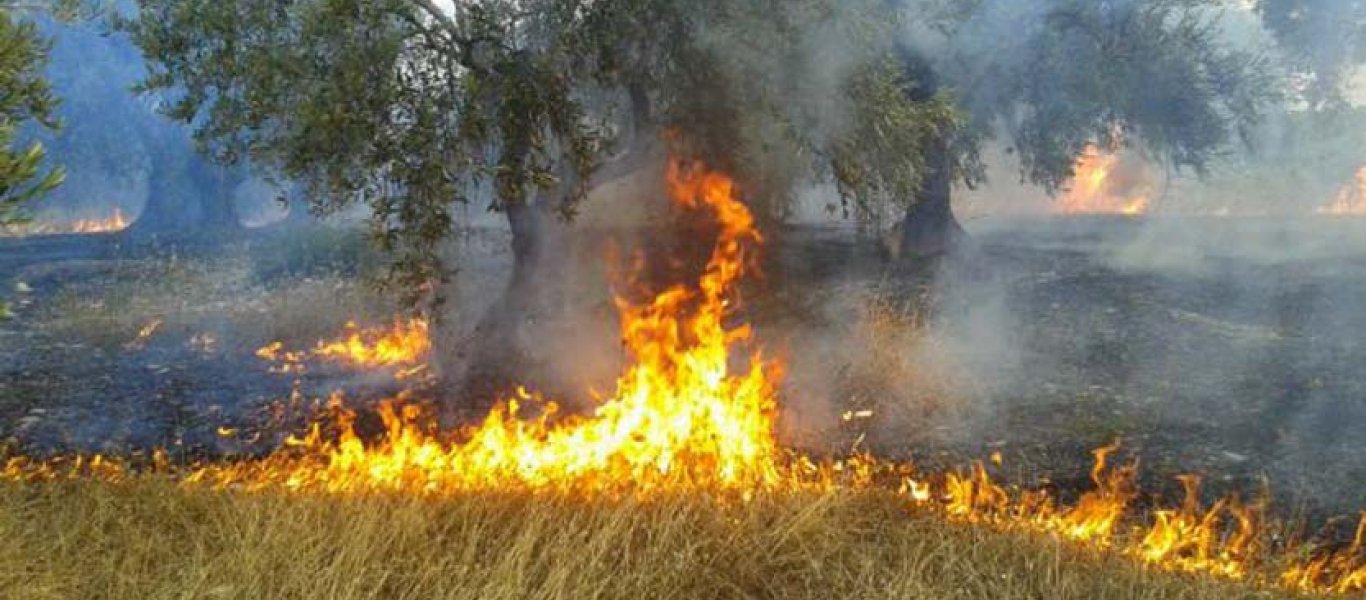 Σε εξέλιξη φωτιά στο Λασίθι Κρήτης – Κινητοποίηση της πυροσβεστικής