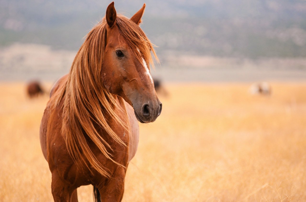 Έδεσσα: Αλβανός ζωοκλέφτης σκότωνε άλογα