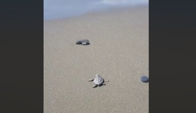 Τα πρώτα χελωνάκια βγήκαν στο Λασίθι! (βίντεο)